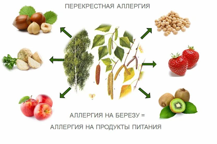Перекрестная аллергия на пыльцу деревьев. Перекрестная аллергия на пыльцу березы. Перекрестная аллергия на злаковые травы. Аллергия на березу ольху и лещину. Клубника перекрестная аллергия.