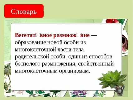 Вегетативное размножение комнатных растений вывод