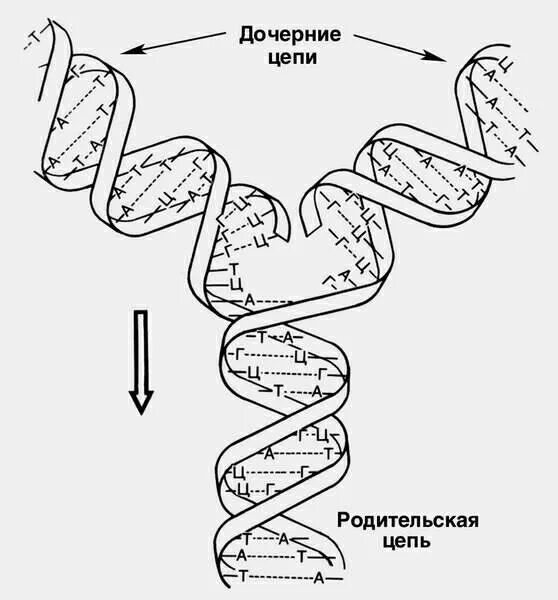 Схема редупликации ДНК. Схема репликации молекулы ДНК. Схема процесса репликации ДНК. Репликация самоудвоение ДНК.