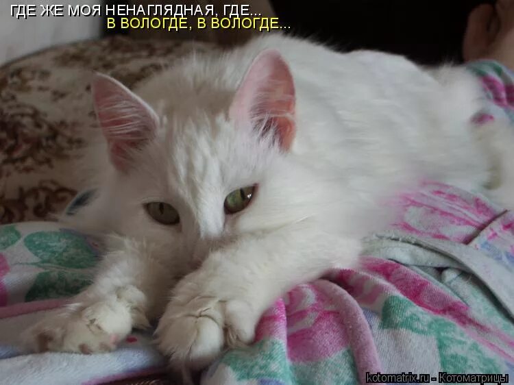 сволочь ненаглядная полностью