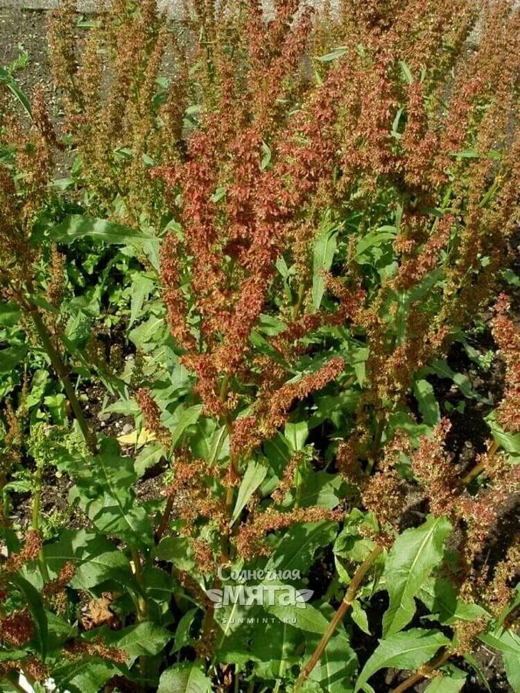 Rumex patientia растение. Щавель красножильный. Щавель широколистный. Растение щавель Шпинатный. Женский орган в виде щавеля