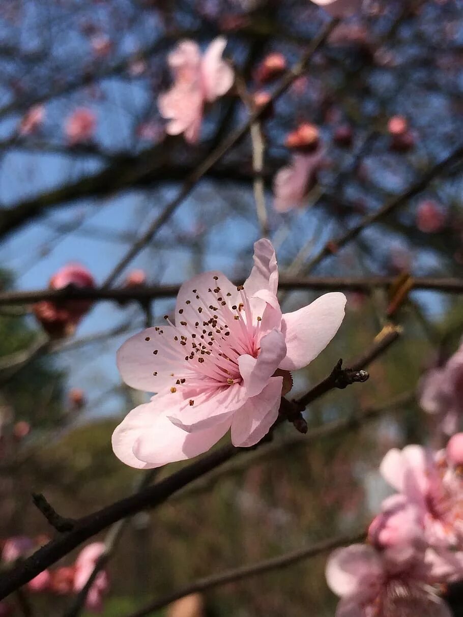 Plum blossom. Слива Стенлей цветение. Цветущая вишня.