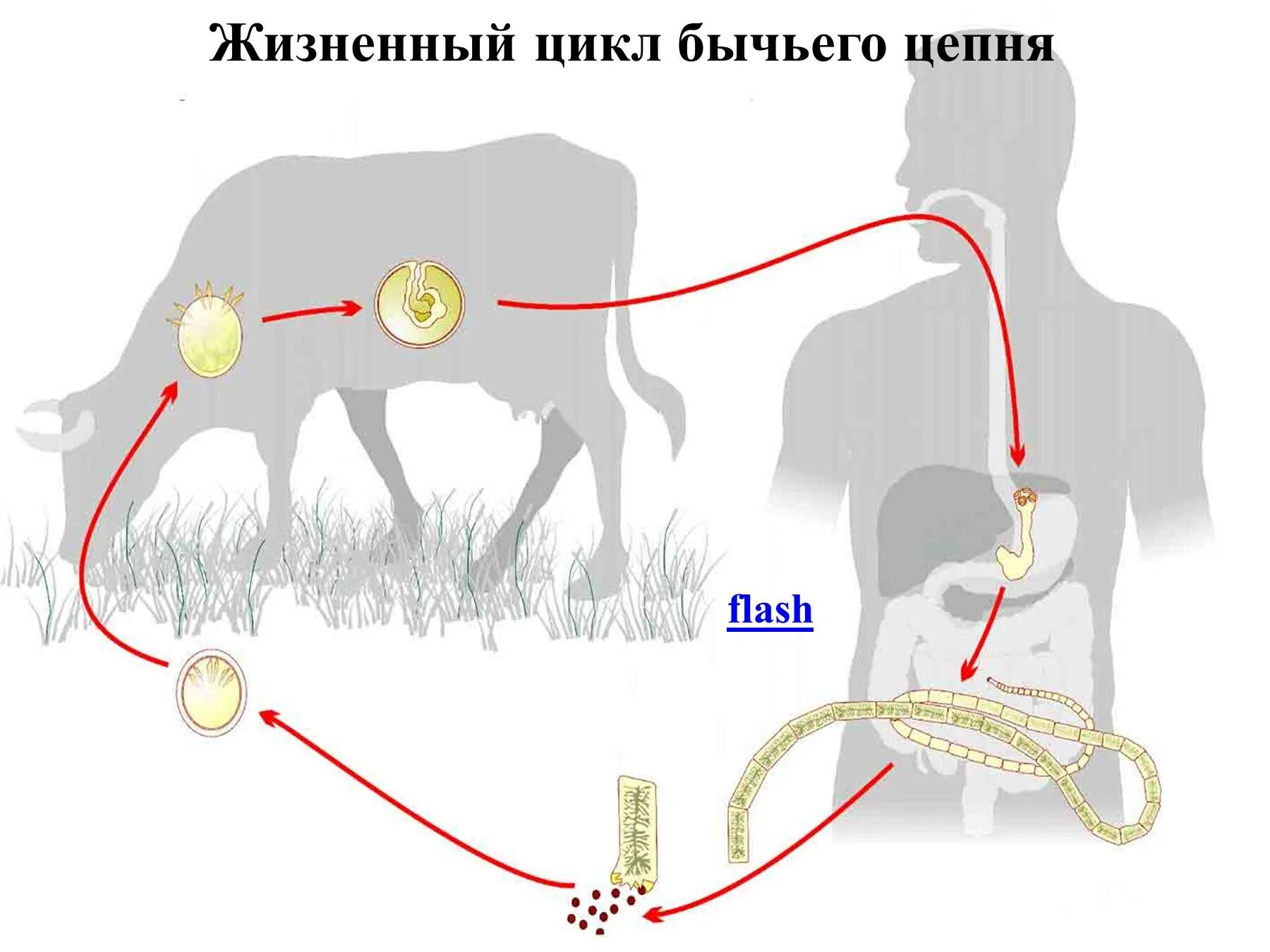 Жизненный цикл бычьего цепня начиная с яиц