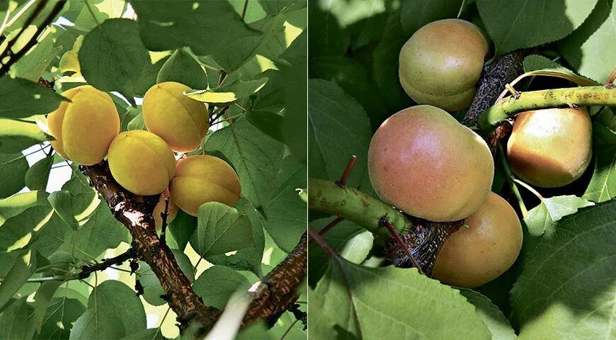 Какой сорт абрикоса лучше. Абрикос районированные сорта Северного Кавказа. Абрикос самоплодный. Абрикос Краснощекий. Абрикос Эдельвейс.