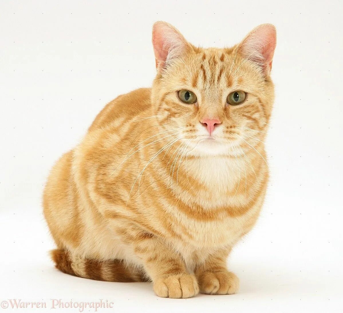 Рыжий табби окрас. American shorthair кошка рыжая. азиатская табби кошка рыжая. макрелевый табби рыжий. окрас табби рыжий.