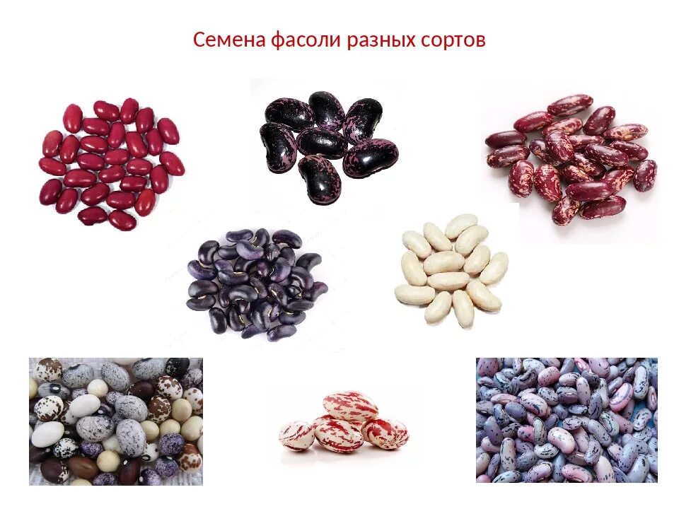 Почему пахнет семечками