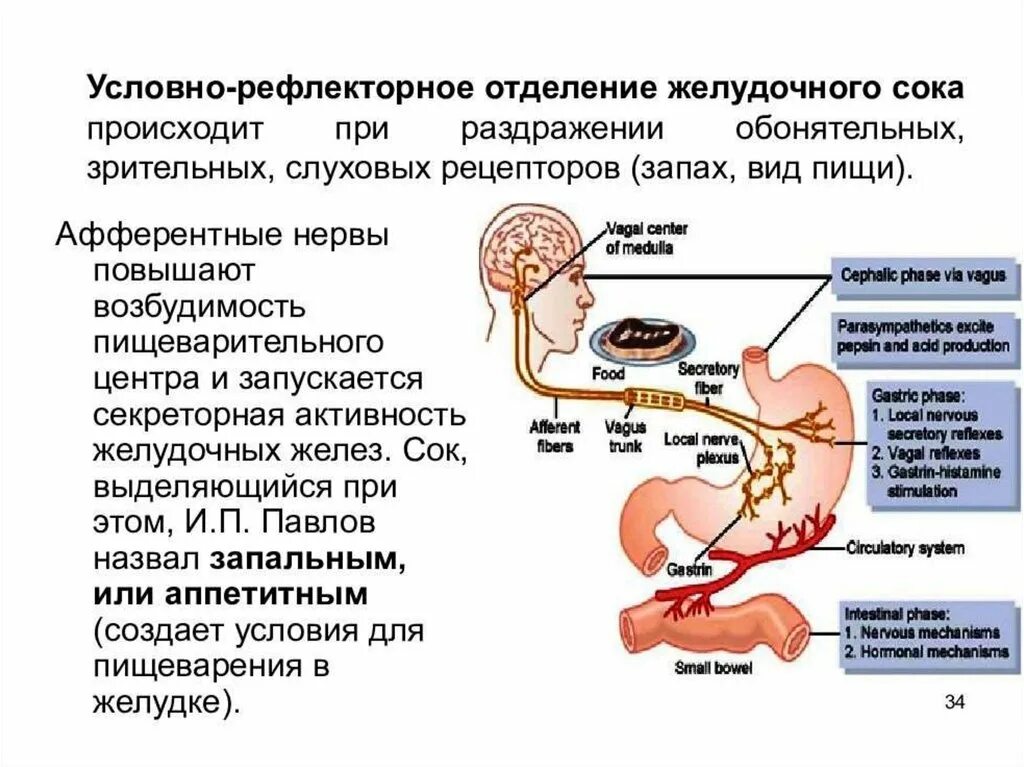 Рефлекторное желудка