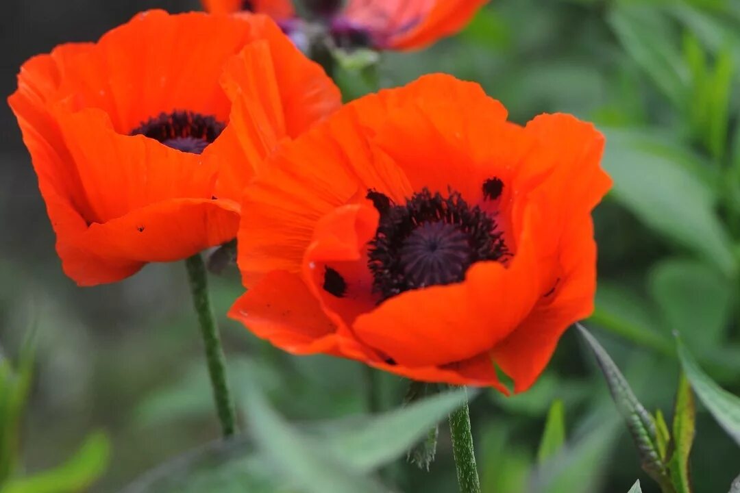 Мак восточный (papaver orientale). Мак папавер красный. Какой мак взять. Мак папавер. Мак самосейка растение.