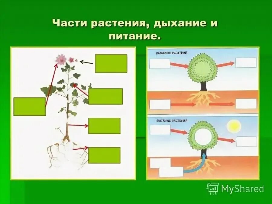 Тест по теме питание растений. Тест по теме питание растений