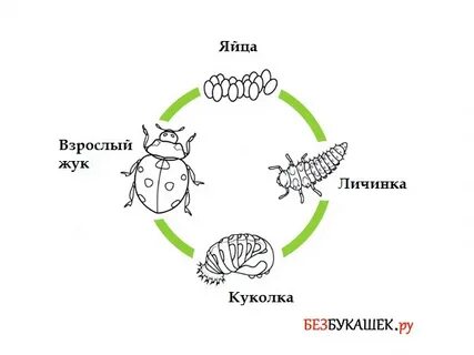 Жизненный цикл развития животных