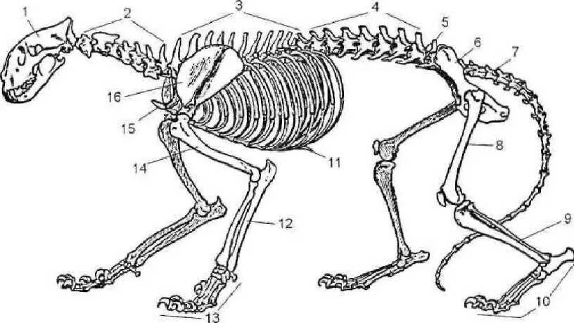 Скелет кошки анатомия. Скелет кота строение. Лицевой скелет кошки. Скелет Льва строение. Анатомические особенности животных