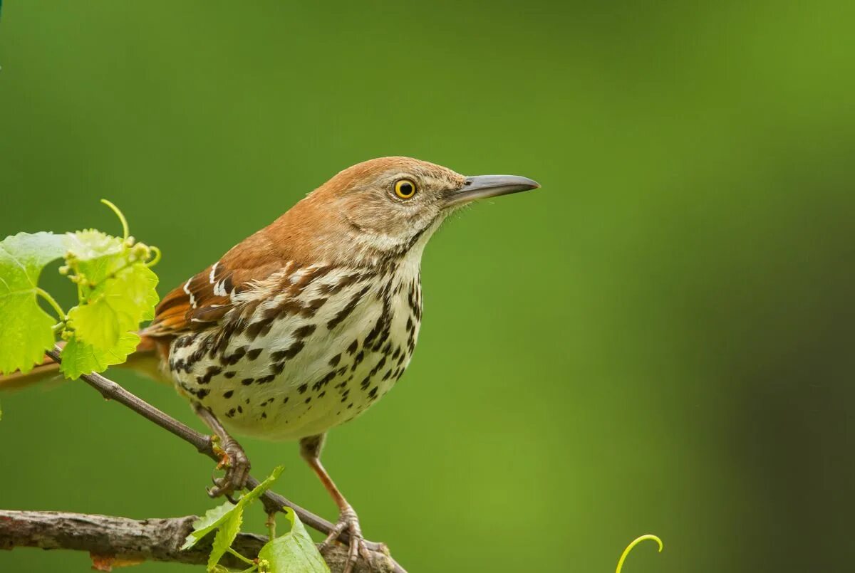Brown bird. Thrasher bird. brown thrasher. птица коричневого цвета. тирании птицы.