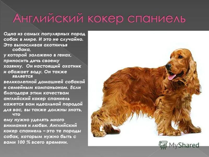 Содержание спаниеля. Кокер-спаниель английский американский. жесткошерстный спаниель. параметры кокер спаниеля английского. ирландский кокер спаниель.