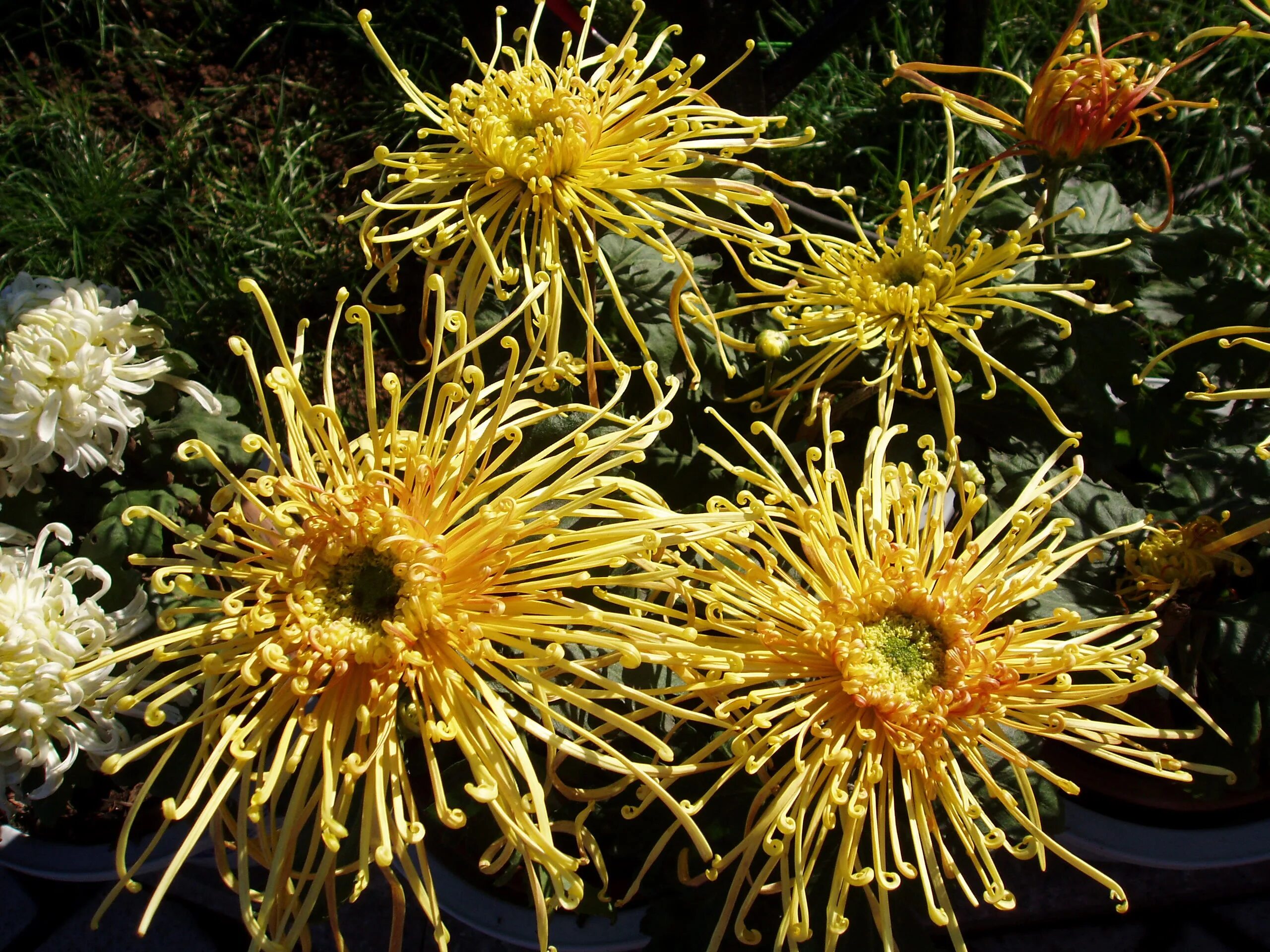 Хризантема имеет. Хризантема имеет. Хризантема куст зембла. Хризантема имеет. Хризантема одноголовая зембла.