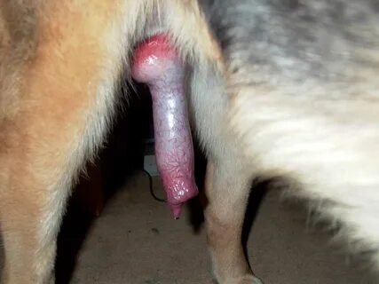 Dog cock hard and cum