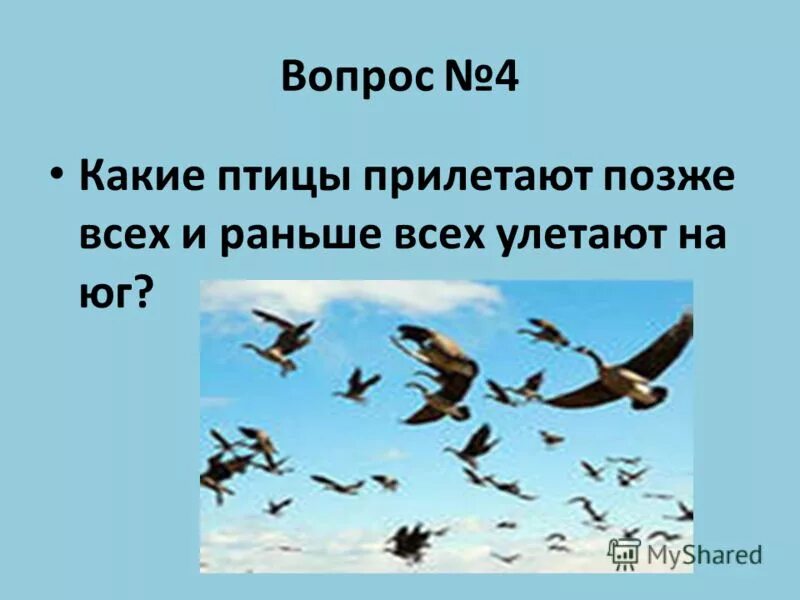 Птицы которые улетают и прилетают. Какие птицы прилетают раньше всех. Какая птица прилетает позже всех. Птицы которые улетают раньше других.