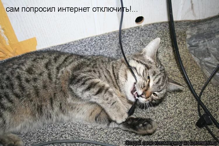 Русская сама попросила. Перекусить провод. Для перекуски кабеля. Кот перекусает кабель. Кот перекусывает провод.