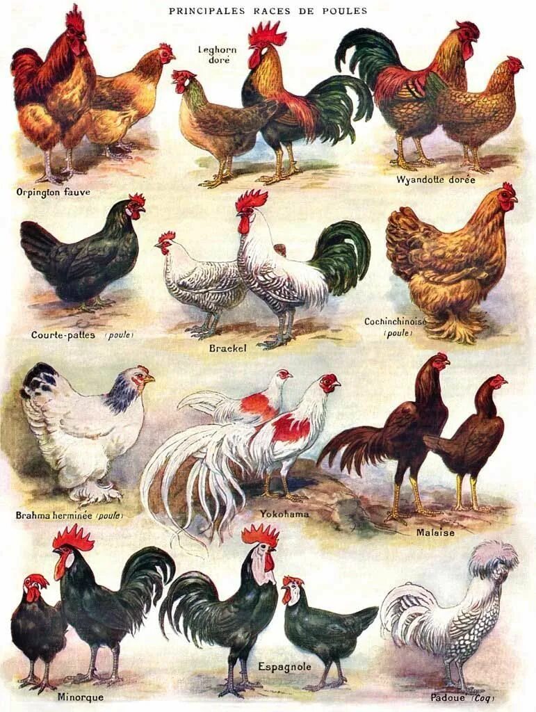 Partridge Wyandottes Chicken breeds, Chickens backyard, Pet chickens