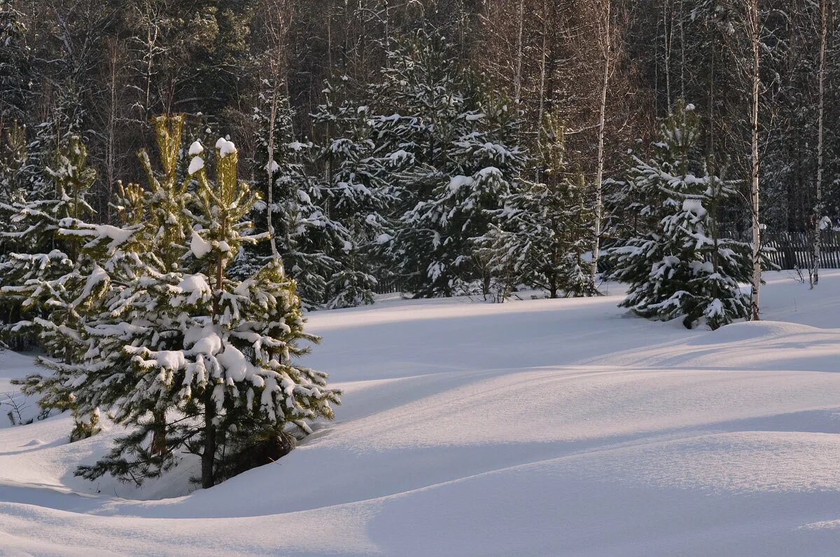 зимний лес солнце. зимняя река. зимний лес февраль. на склоне зимы веселее становится февральский лес. красивая зима.