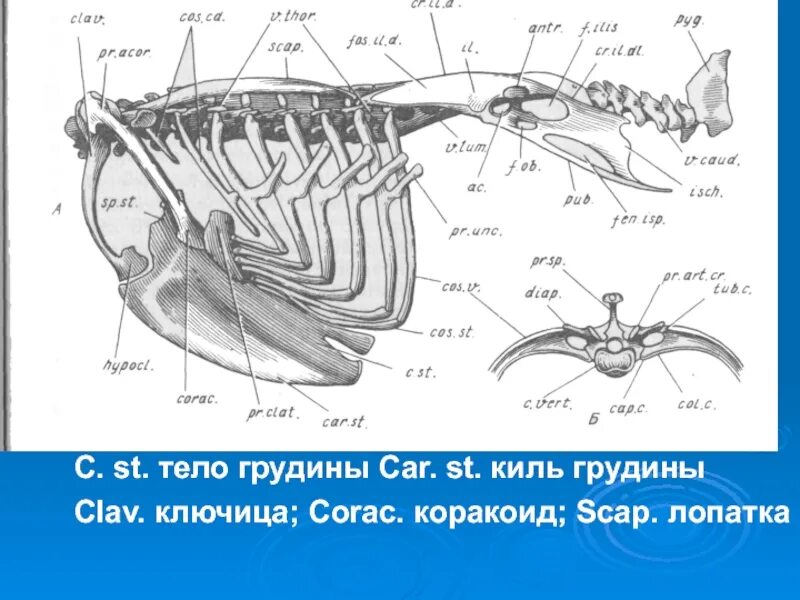 Грудная кость у птиц киль. Киль грудной кости у птицы. Плечевой пояс птиц. Тазовый пояс птиц. Вырост грудины киль