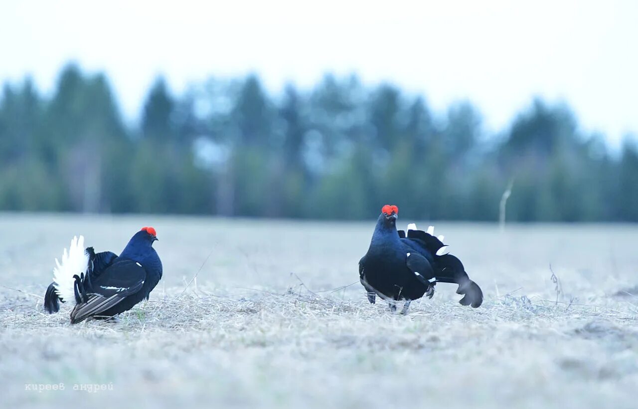 тетеревиный ток весной. тетерев косач на току. тетеревиный ток. семейство тетеревов. токовище тетеревов.