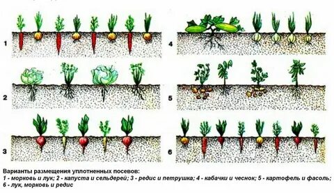 Свекла и морковь на одной грядке схема посадки