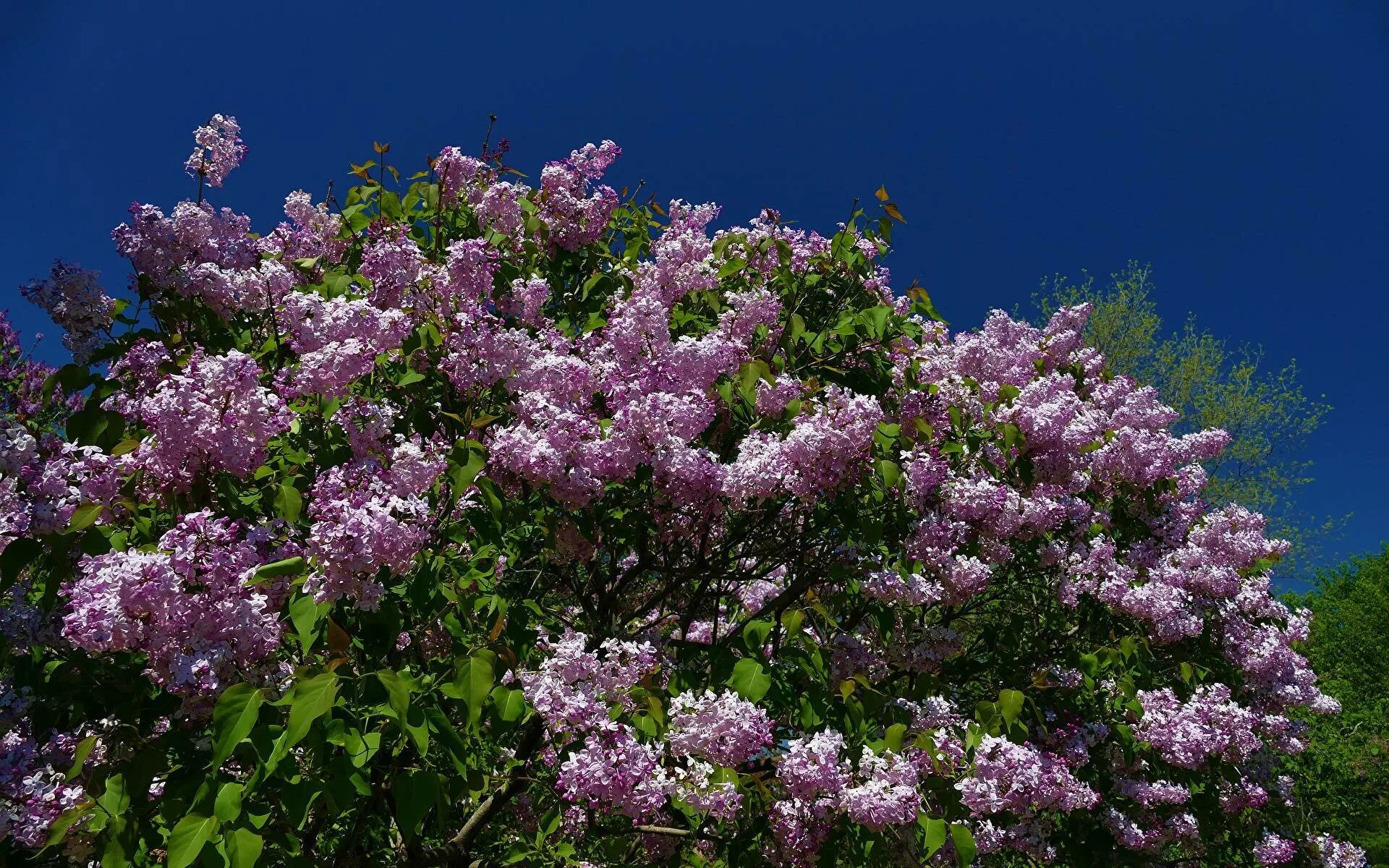 Сирень обыкновенная кустарник. Сирень Syringa. Сирень обыкновенная "Лазурная". Сирень остролистная. Сирень обыкновенная 'Дафна'.