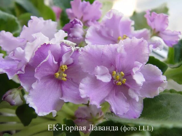 #наши_хвастики@ideal_fialka Today we boast of violets, in the name of which ther
