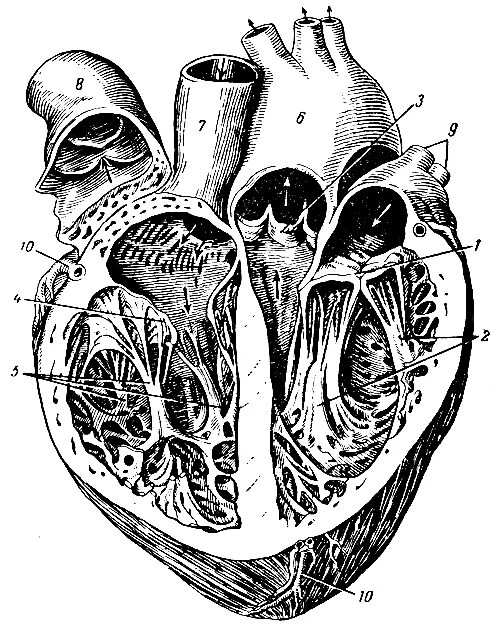 Левое предсердие увеличено. Схема строения сердца продольный разрез. Сердце в разрезе рисунок. Сердце продольный разрез вид спереди. Сердце в разрезе анатомия.
