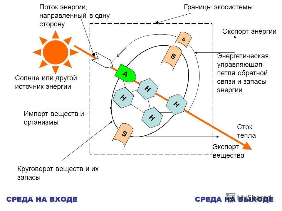 границы экосистемы