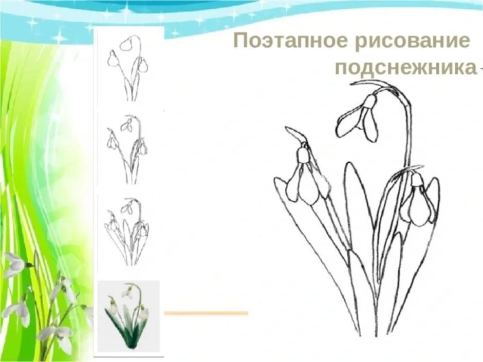 Рисуем подснежники поэтапно презентация. Рисование подснежники. Поэтапное рисование подснежника. Первоцветы для дошкольников. Схема поэтапного рисунка подснежники.
