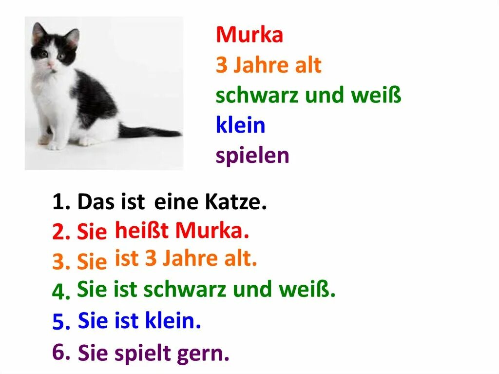 Katze артикль. Katze по немецки. Предлог к Katze. Tiere артикль.