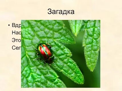 Жуки 1 класс