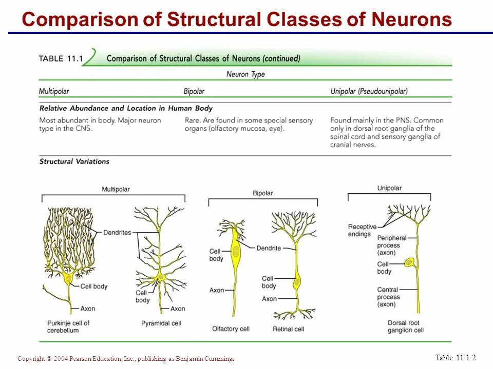 Comparative structures. Structural classification of neurons. Classification of nerve Fibers. Pseudounipolar neurons. Types of nerve Fibers.