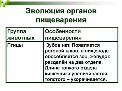 Органы пищеварения у простейших таблица