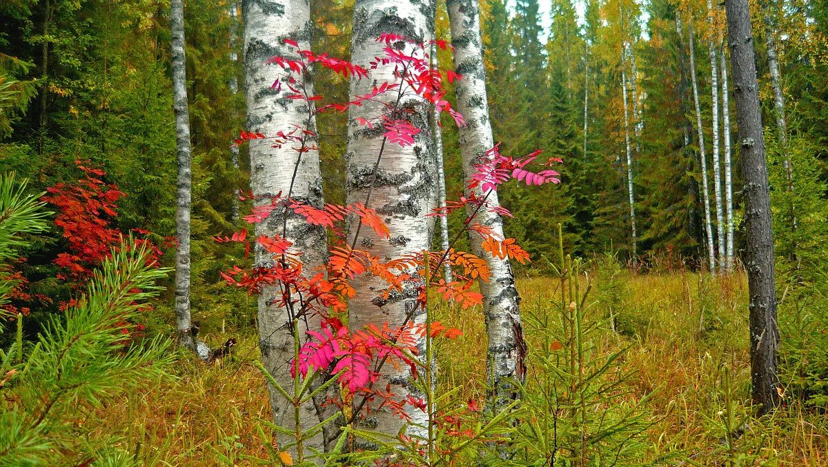 Елки березки. Ель и береза. Панорама осеннего леса береза рябина ель. Береза с красными листьями. Береза и рябина.