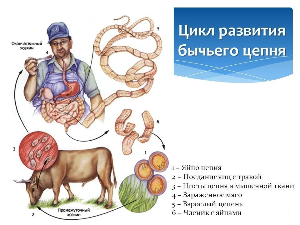 Циклы червей паразитов бычий цепень. Циклтразвития бычьего цепня. Цикл развития бычьего цепня. Бычий цепень путь в организме человека.