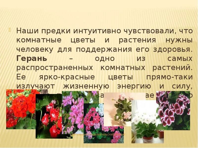 Герань для здоровья. Влияние комнатных растений на человека. Проект комнатные цветы. Влияние человека на растения. Человек и комнатные растения.