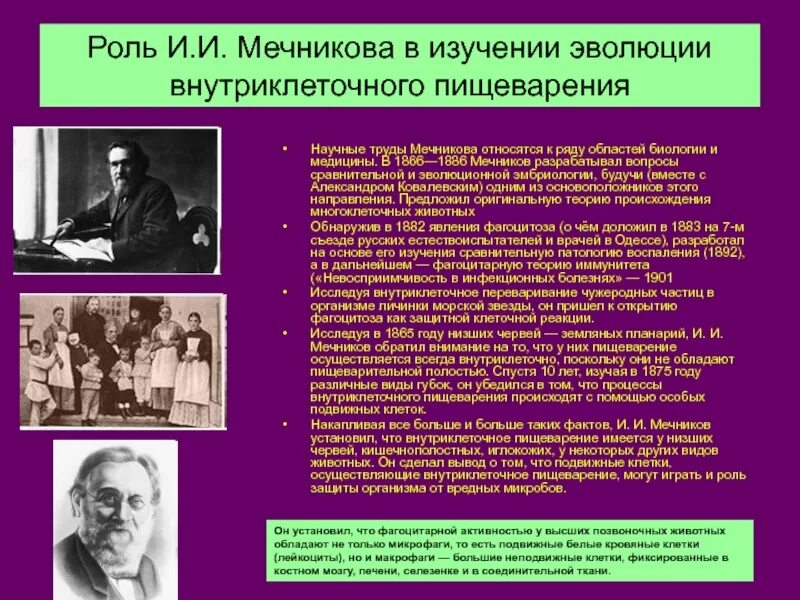 Типы пищеварения внутриклеточное. Где происходит внутриклеточное пищеварение. Пищеварение типы пищеварения. Типы пищеварения. Схема внутриклеточного пищеварения.