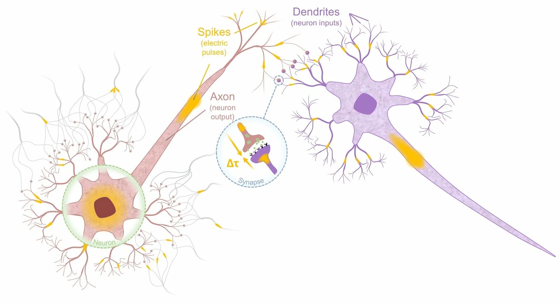 Нейроны мозга. Синапс в нейронных сетях это. Types of Synapses. Нейронные сети гиф.