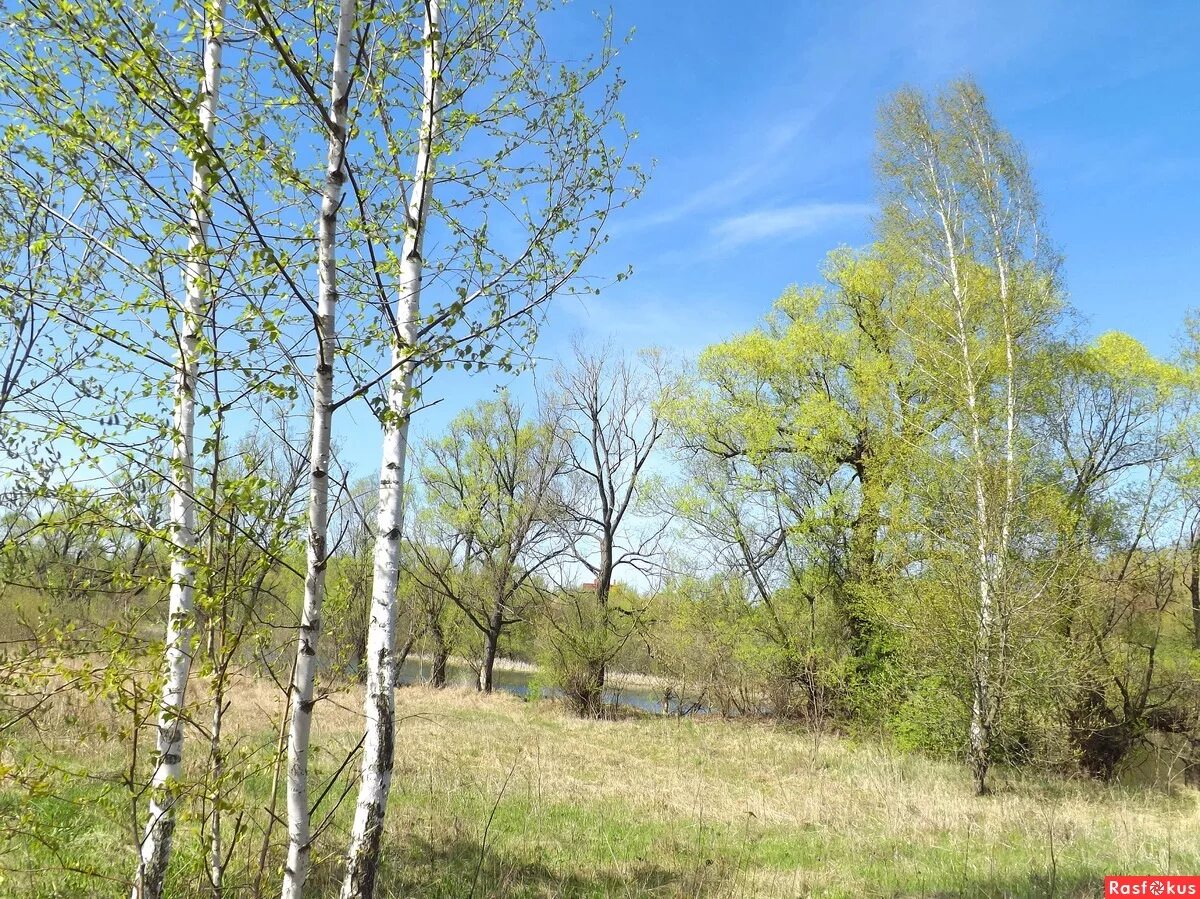 Весенний ветерок картинки. Ветер весной. Ветка на ветру. Весенний ветер. Весенний ветер.