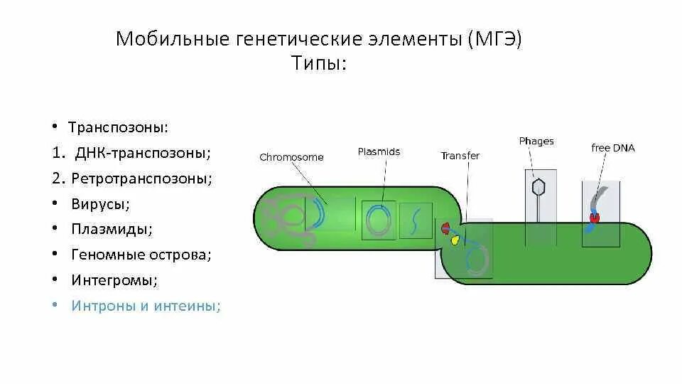 Плазмиды биотехнология. Мобильные элементы генома прокариот и эукариот. Мобильные элементы прокариот. Мобильные генетические элементы прокариот. Мобильные генетические элементы эукариот.