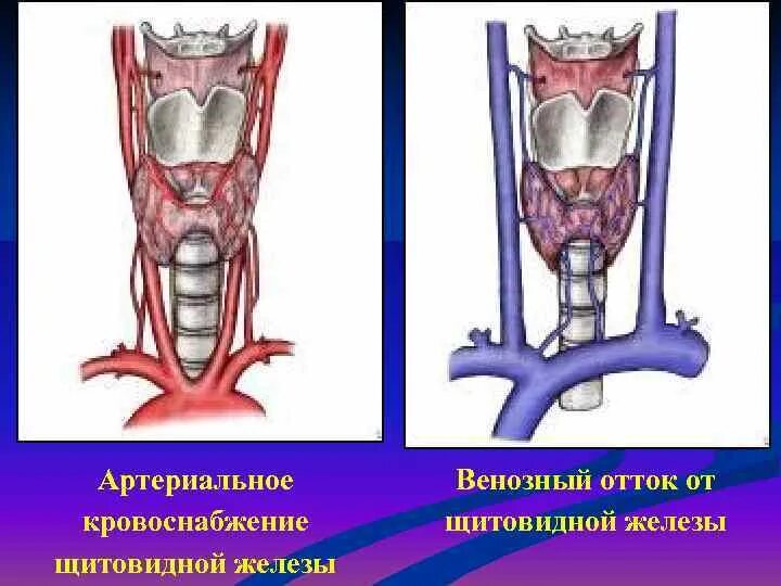 Безымянная артерия щитовидной железы. Кровоснабжение щитовидной железы. Венозный отток щитовидной железы. Отток крови от щитовидной железы.