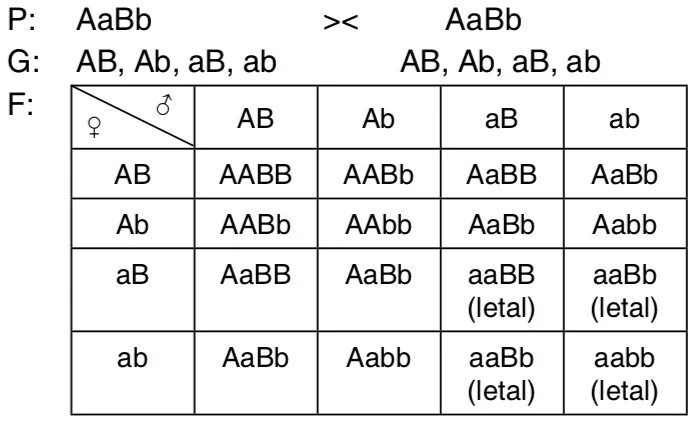 AABB * AABB решётка Пеннета. Аабб аабб. AABB X AABB. AABB генотип.