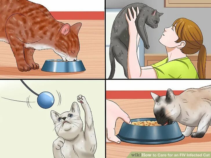 Как выводились кошки. Кот стрессует. стресс у кошки. котик стрессовая ситуация. признаки стресса у кота.