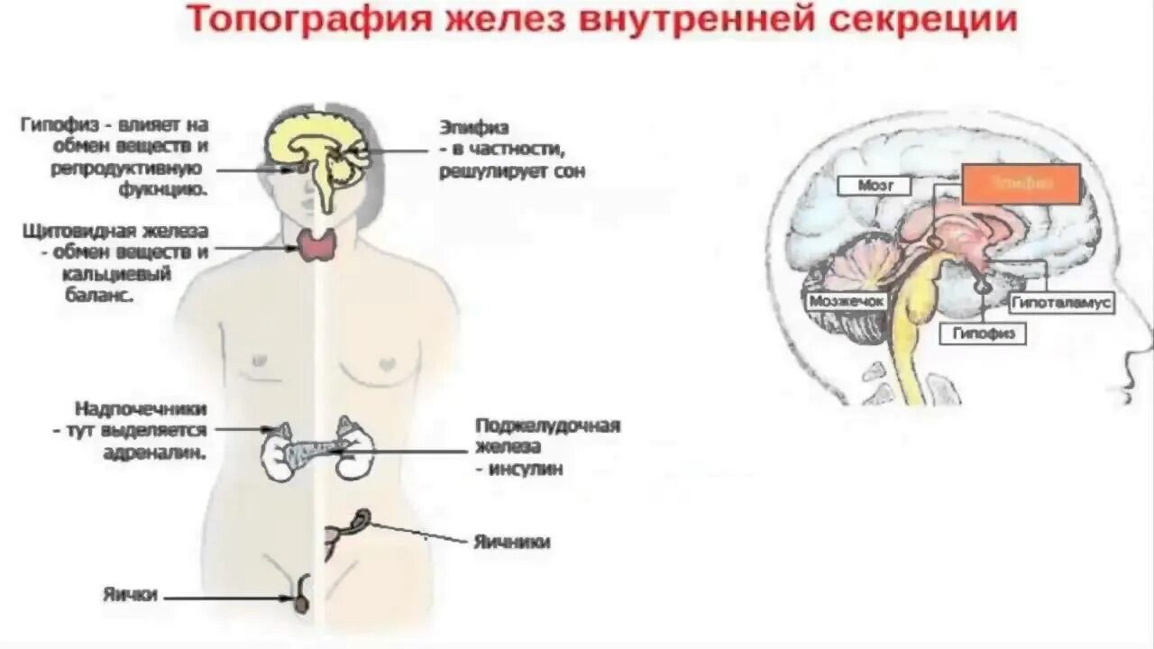 Железы внутренней секреции топография. Эндокринная система внешней секреции. Эндокринная система железы внутренней и внешней секреции. Железы внешней секреции (эндокринные железы.