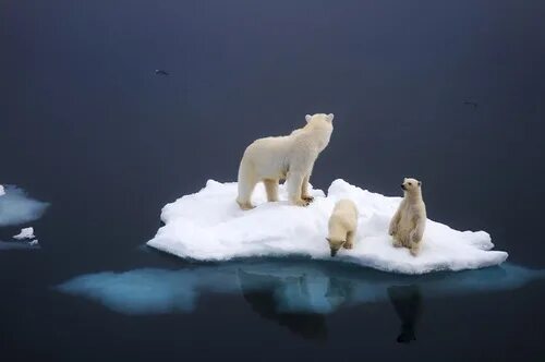 Scientists have identified 19 different subpopulations of bears throughout the i