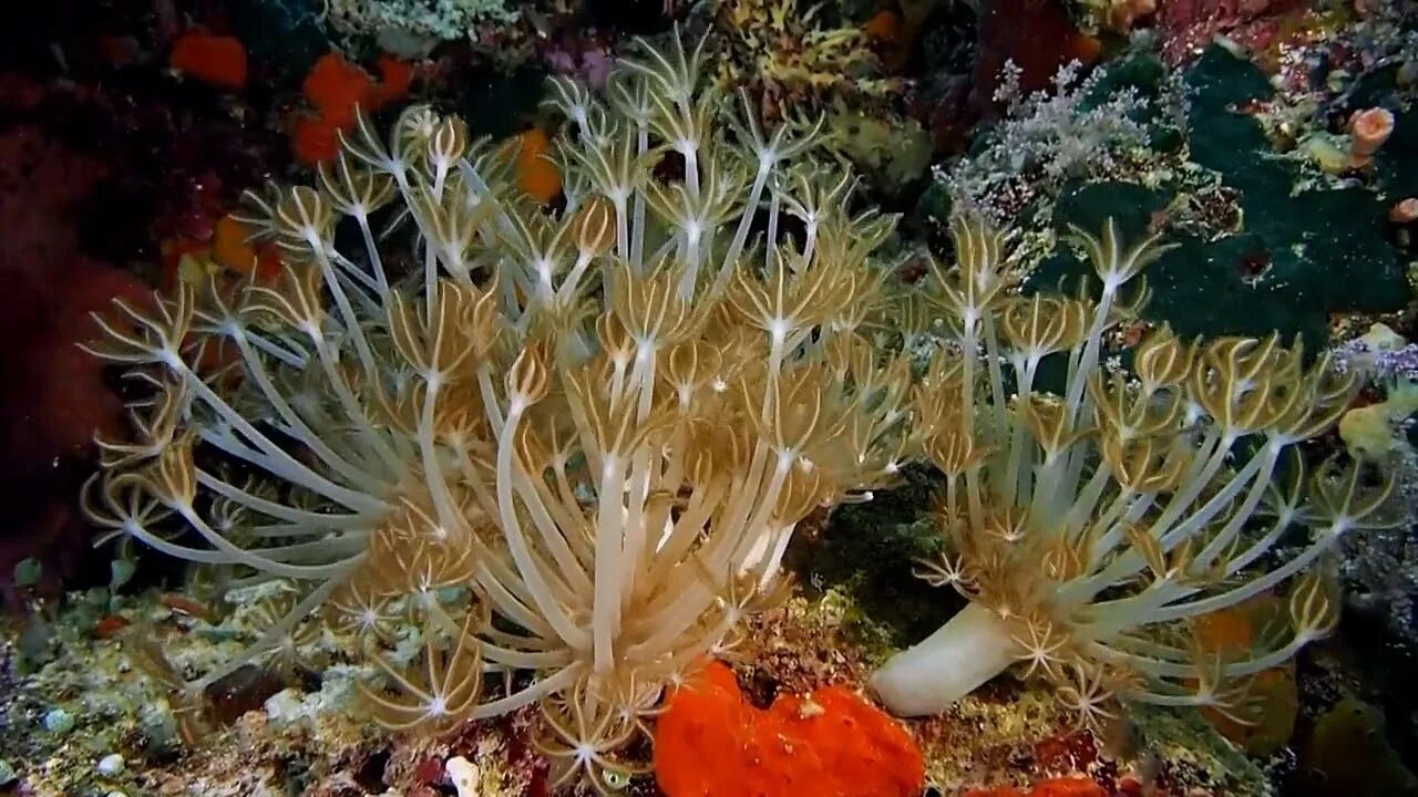 Кораллы царство. Коралловые полипы кишечнополостные. Коралловый риф охрана. Класс коралловые полипы биология. Герматипные кораллы.