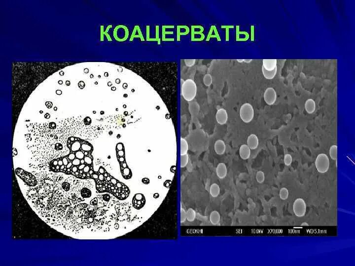 Коацерватная гипотеза. Коацерватные капли Опарина. Гипотеза коацерватов. Образование коацерватов. Теория коацерватов Эволюция.