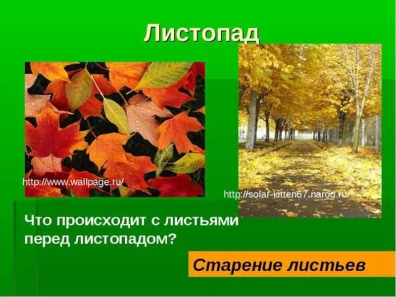 Презентация листопад. Листопад у растений. Опадение листьев биология. Листопад что происходит.